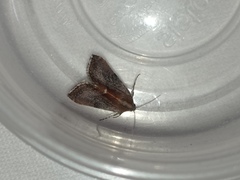 Galgula