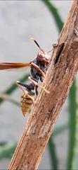 Polistes cavapytiformis