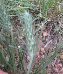 Plantago aristata