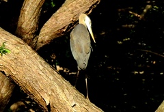 Ardea herodias