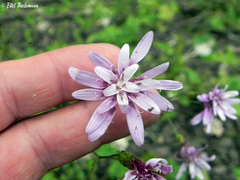 Calorezia prenanthoides