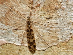 Discobola australis