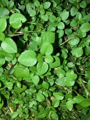 Magnoliopsida