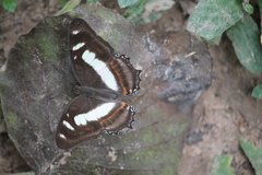 Metamorpha elissa
