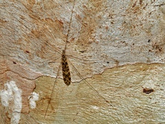 Discobola australis