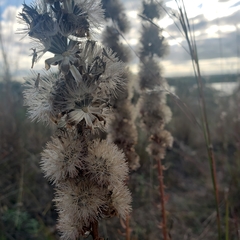 Liatris aspera