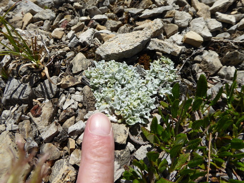 Antennaria rosea iNat (2)
