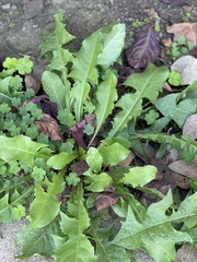 Taraxacum
