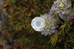 Leucogenes leontopodium