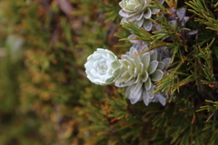 Leucogenes leontopodium