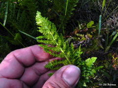 Polystichum andinum
