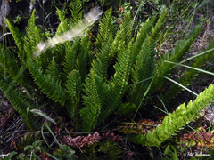 Polystichum andinum