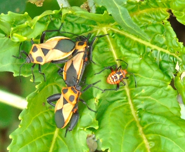 Sagotylus confluens
