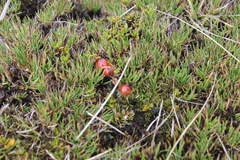 Coprosma perpusilla perpusilla