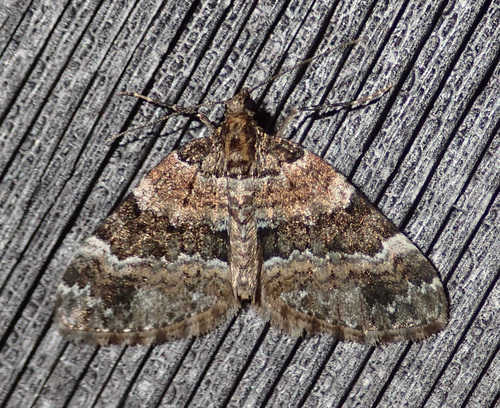 Square-patched Carpet Moth photo 2