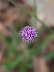 Emilia sonchifolia image