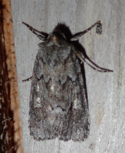 Blueberry Sallow photo 5
