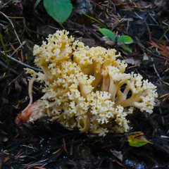 Ramaria rubiginosa