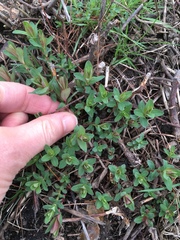 Angiospermae