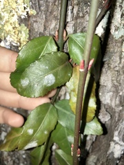 Euonymus fortunei