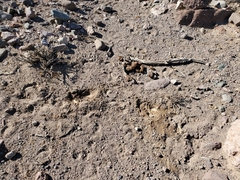 Equus asinus