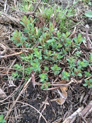 Angiospermae