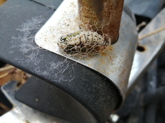 Acronyctodes mexicanaria