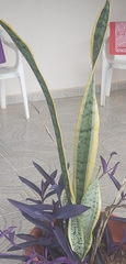 Sansevieria fasciata