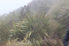 Phormium cookianum hookeri