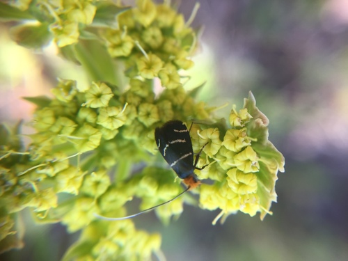 iNaturalist observation photo of Three-striped Longhorn