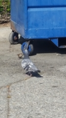 Columba livia domestica