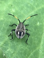 Poecilometis strigatus