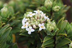Pimelea gnidia