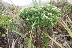 Pimelea gnidia