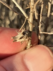Rhopalomyia ericameriae
