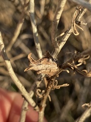 Rhopalomyia ericameriae
