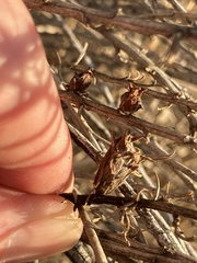 Rhopalomyia ericameriae