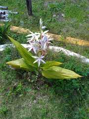 Phaius