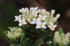 Pimelea gnidia
