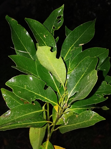 Canary Laurel