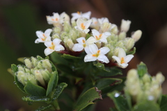 Pimelea gnidia