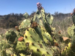 Opuntia × occidentalis