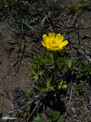 Ranunculus peduncularis
