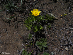 Ranunculus peduncularis
