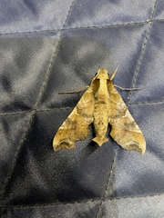 Callionima grisescens