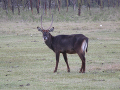 Kobus ellipsiprymnus defassa