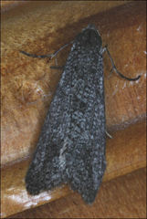 Conoeca guildingi