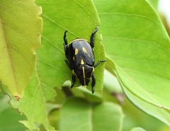 Rutela lineola