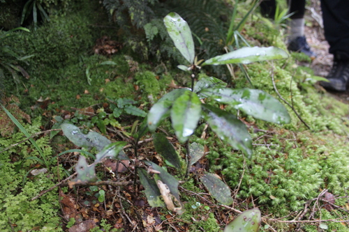 Alseuosmia pusilla (Alseuosmia pusilla)