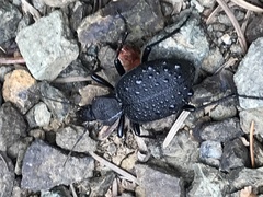 Cychrus tuberculatus